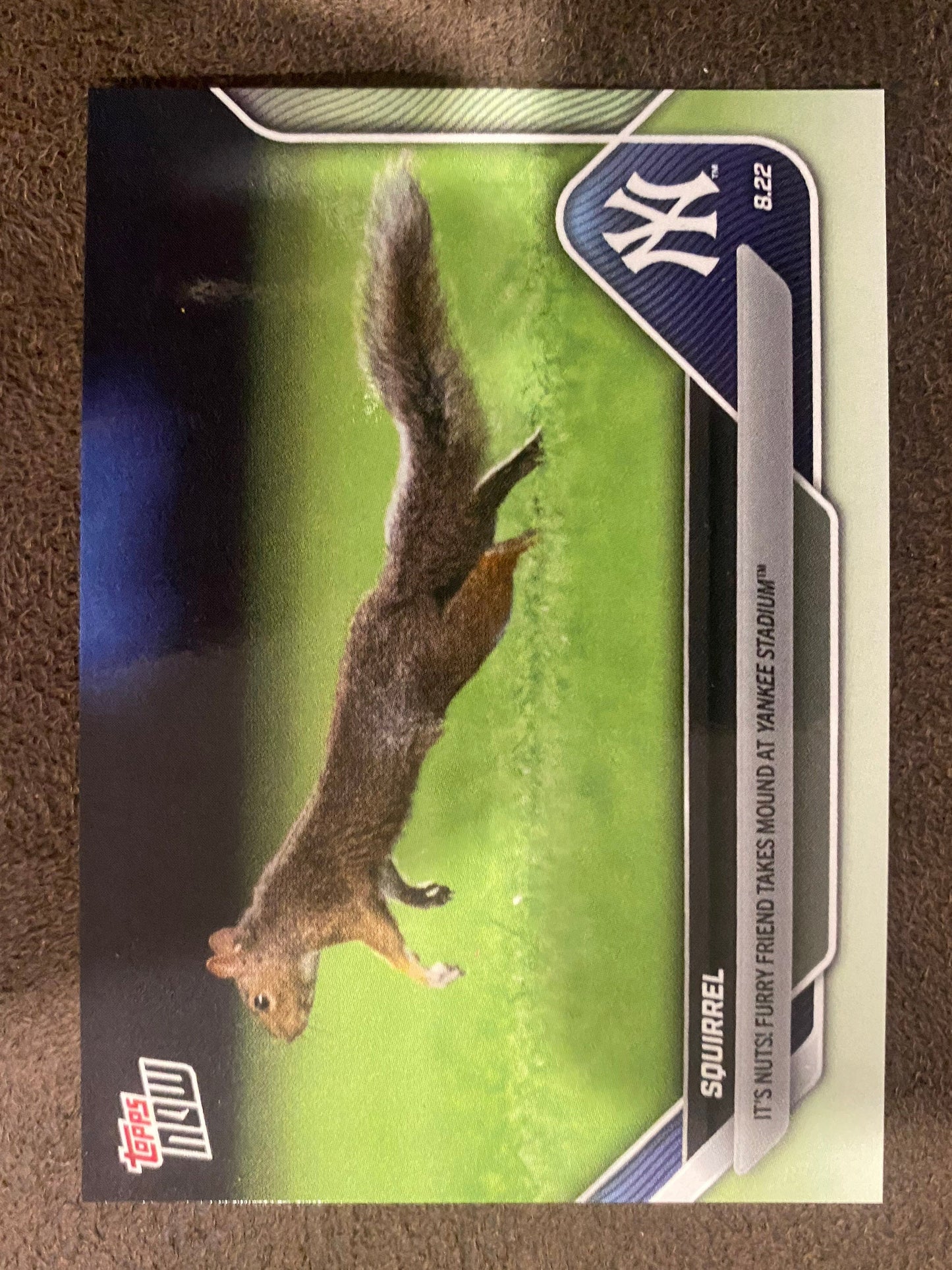 Squirrel - 2025 Topps Now - Card 596 (PR: 4979) - Yankees